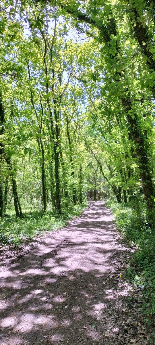 Forêt