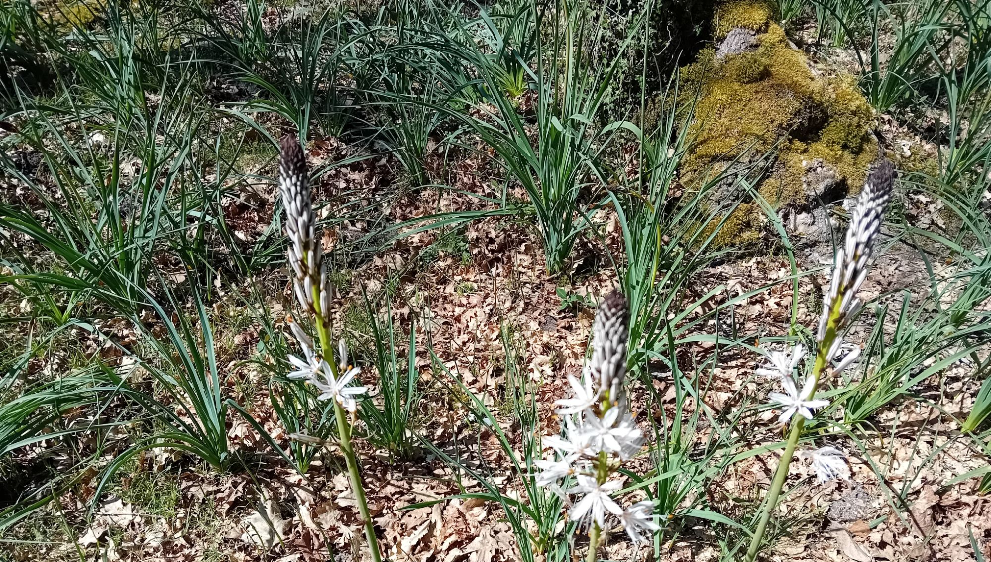 Rando douce à St Médard en Jalles