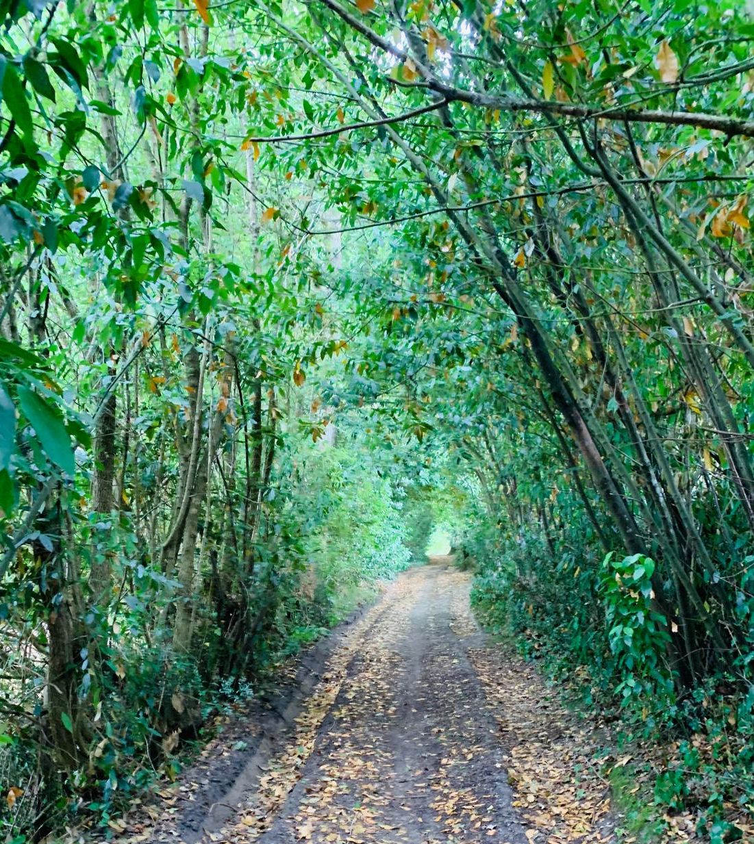 Randonnée 20 km Croignon