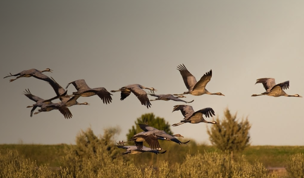 Rando 15 km à Cousseau (spécial grues)