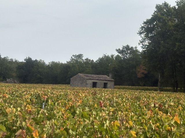 Rando 20 km à Listrac Médoc