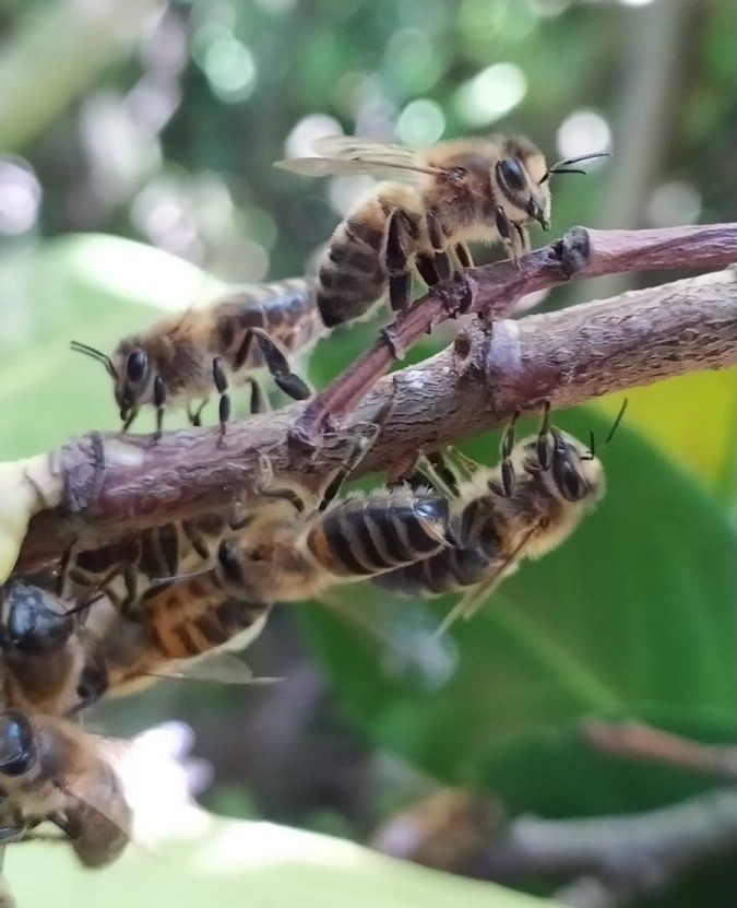 Abeilles sur une branche