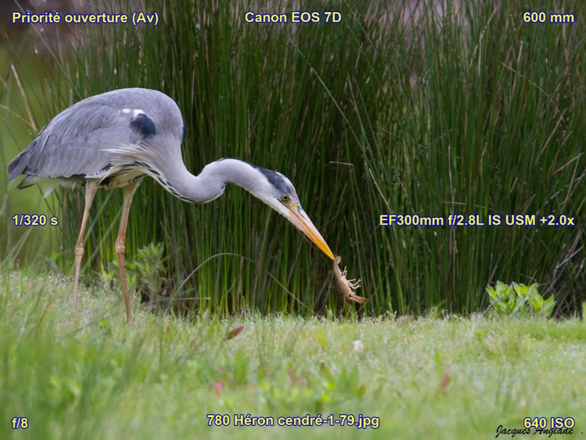 Stage Photo sur les Oiseaux