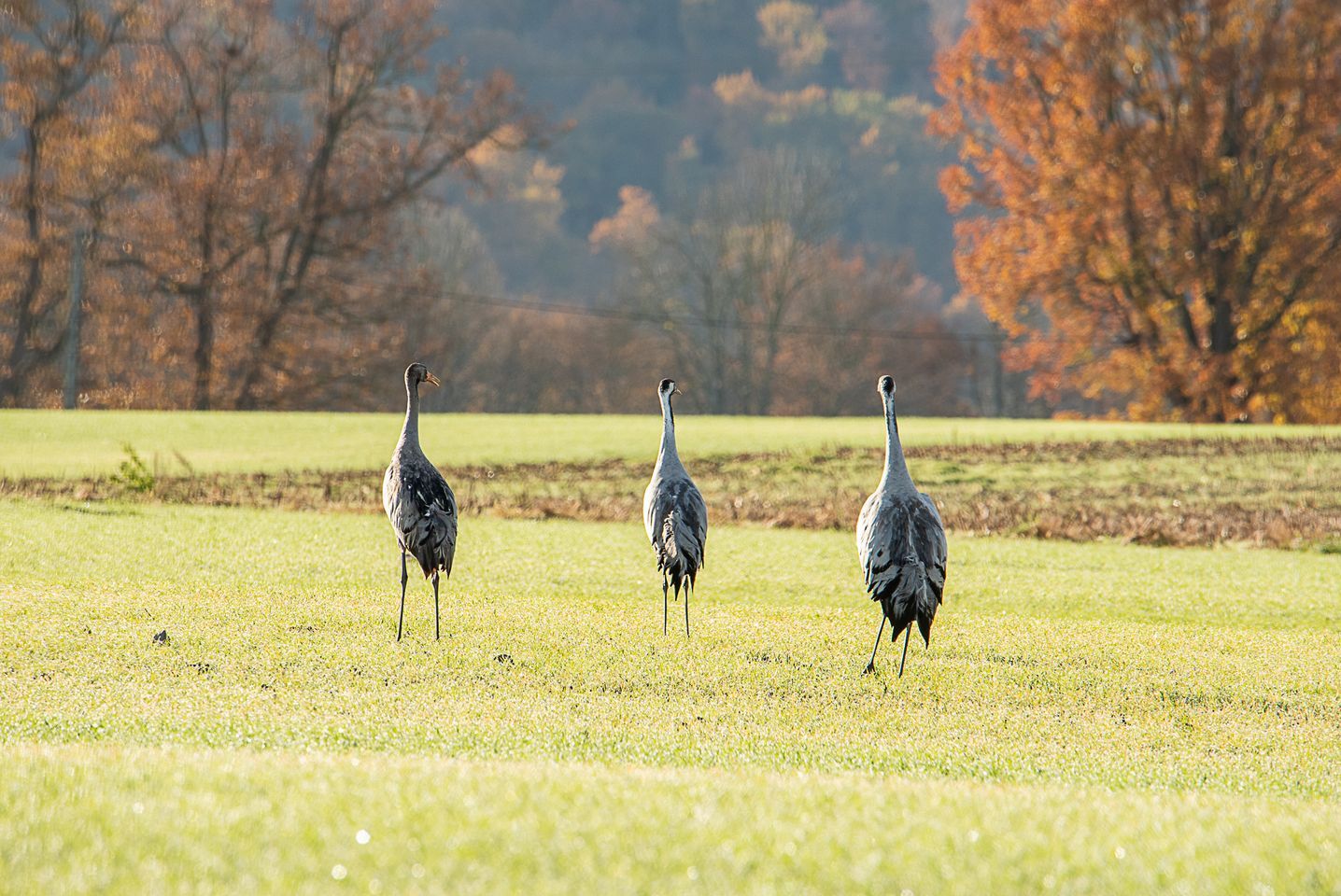 Allons retrouver les grues