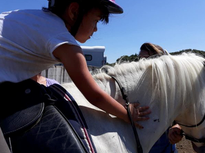Brevet Fédéral d'Encadrement Equisocial