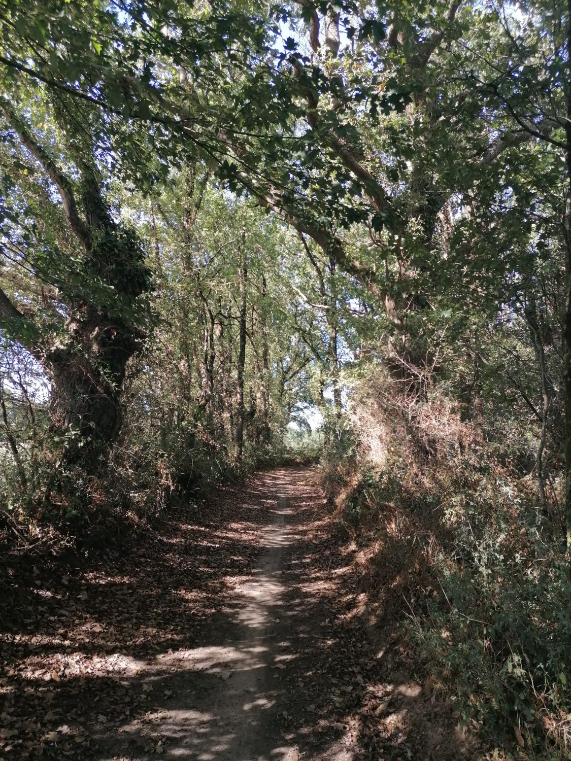 Balade des chênes entre le lac et le Tenu