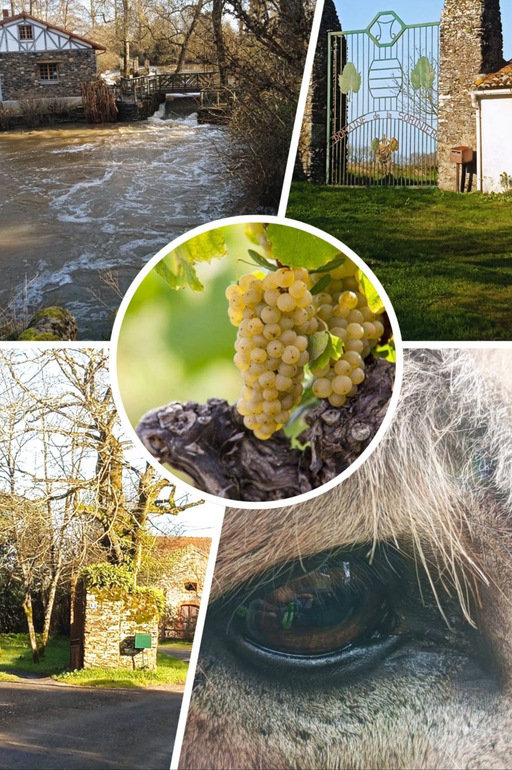 Balade à St Colomban et dégustation de vins