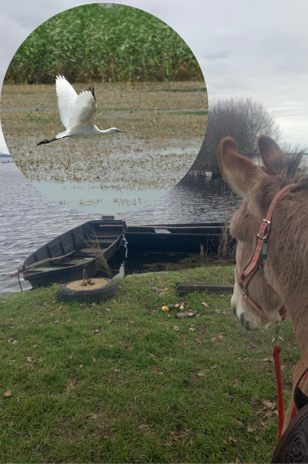 Lac de Grand Lieu, il paraît qu'on y voit des oiseaux...