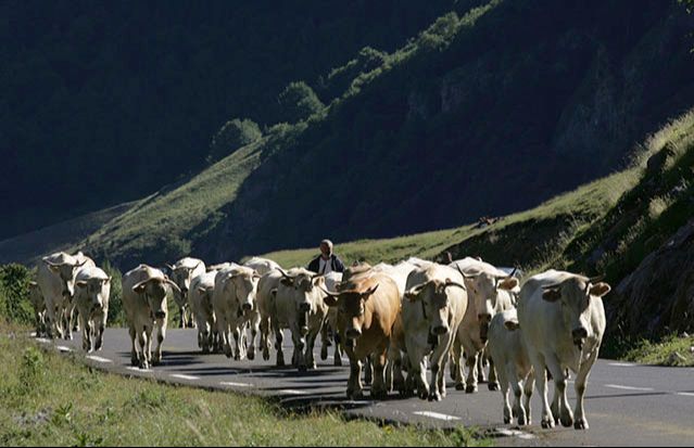 Transhumance
