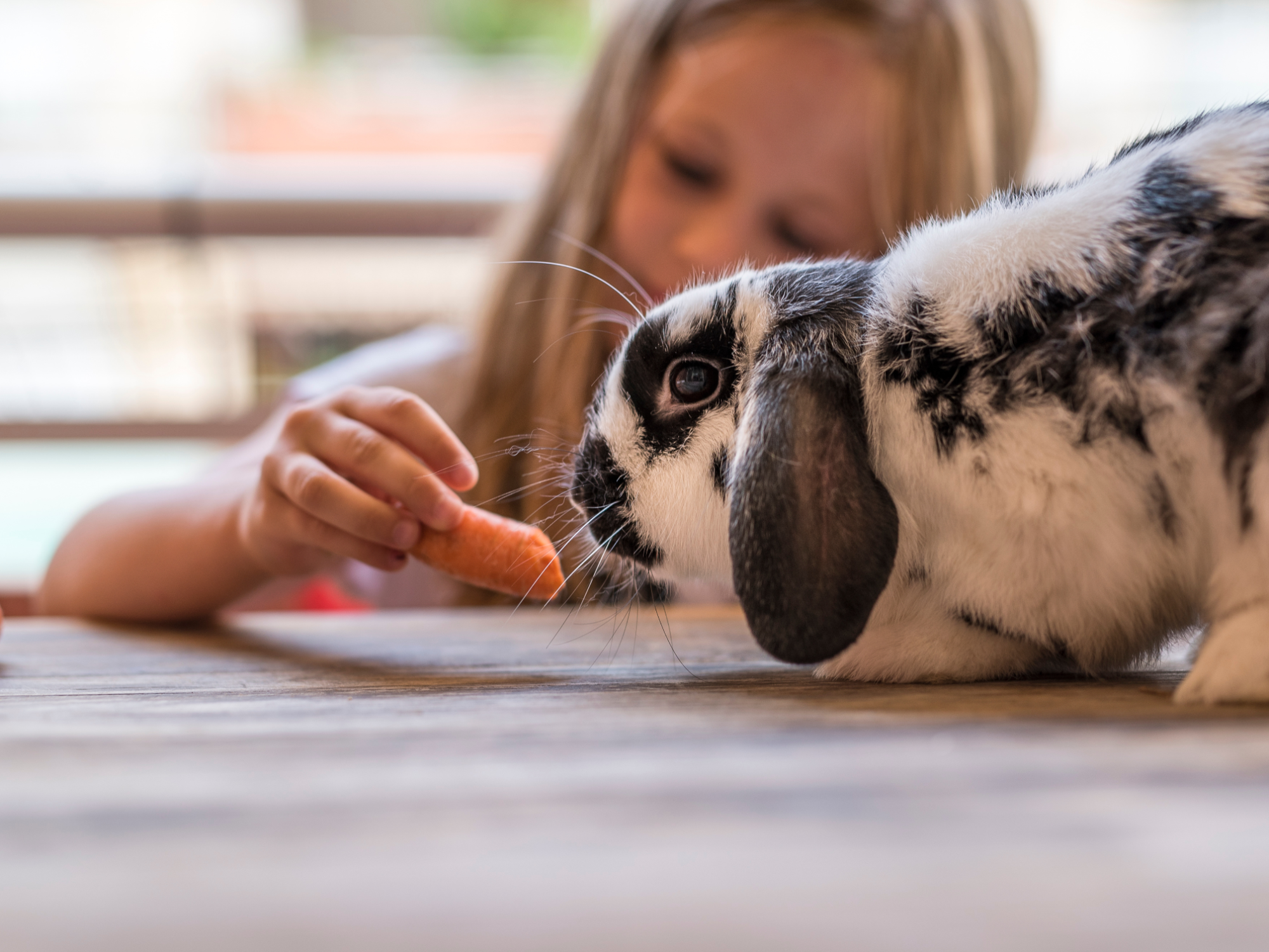 S'éveiller et s'apaiser auprès des animaux (6 - 11 ans)