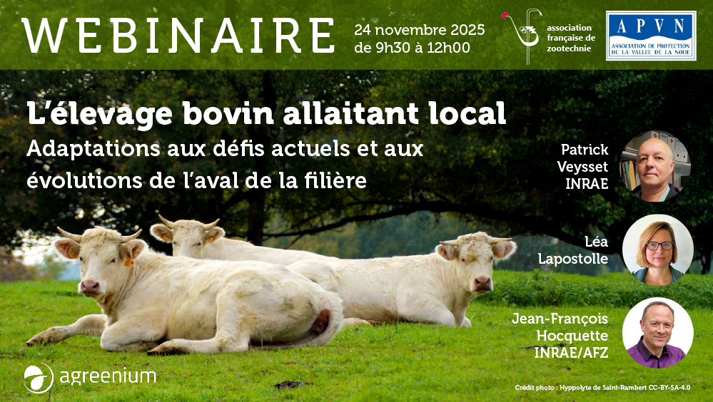 Elevage bovin allaitant