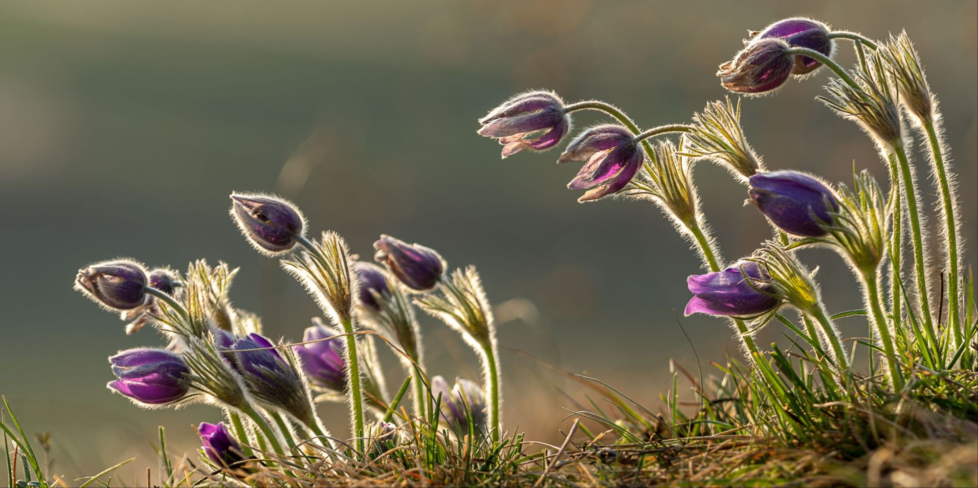 Sortie photo anémones pulsatilles