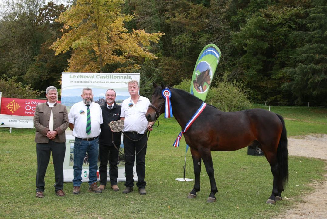 Concours National de race du Cheval Castillonnais