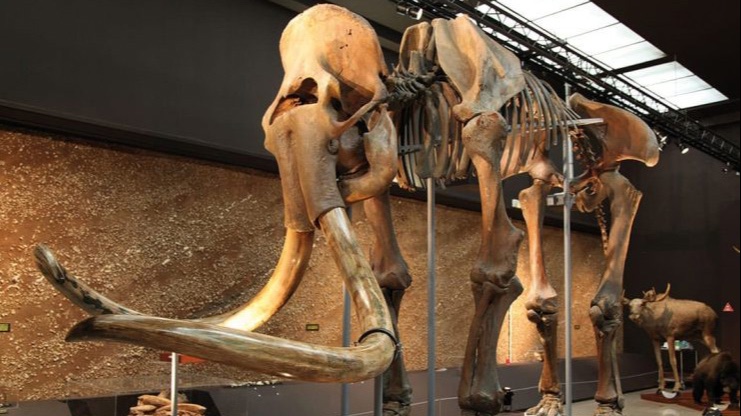 Visite du musée de Chartres - Exposition des mammouths en vallée de l’Eure